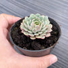 Echeveria pinwheel 'Tuxpan'
