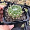 Sempervivum arachnoideum 'Rubin'