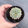 Echeveria pinwheel 'Tuxpan'