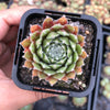 Sempervivum arachnoideum 'Rubin'