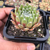 Sempervivum arachnoideum 'Rubin'