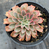 Echeveria 'Fantastic Fountain'