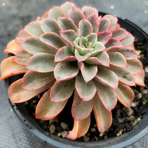 fantastic fountain succulent Echeveria 'Fantastic Fountain' – LET LOVE GROW (Succulent & Cactus)