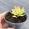 Crassula dejecta variegata