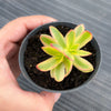 Crassula dejecta variegata