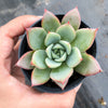 Echeveria agavoides 'Blue moon'