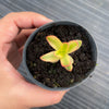 Crassula dejecta variegata