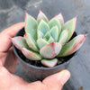 Echeveria agavoides 'Blue moon'