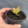 Crassula dejecta variegata
