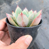 Echeveria agavoides 'Blue moon'