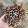 Echeveria pinwheel 'Revolution'