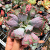 Echeveria Linguas (Bump leaf)(Young plant)(SIZE S)