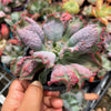 Echeveria Linguas (Bump leaf)(Young plant)(SIZE S)