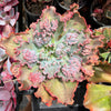 Echeveria 'Verrugas' (Bump Leaf)(Young plant)