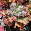 Echeveria 'Verrugas' (Bump Leaf)(Young plant)