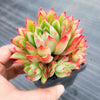Echeveria 'Yamatoren'