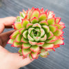 Echeveria 'Yamatoren'