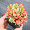Echeveria 'Yamatoren'