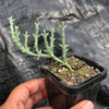 Ruschia uncinata (1 x CUTTING)