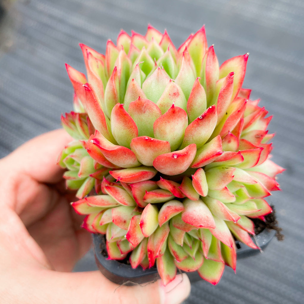 Echeveria 'Yamatoren'