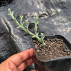 Ruschia uncinata (1 x CUTTING)