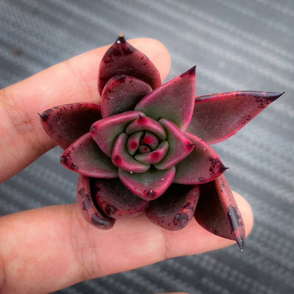 Echeveria agavoides 'Victor Reiter'