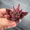 Echeveria agavoides 'Victor Reiter'