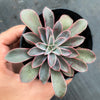 Echeveria 'Fantastic Fountain'