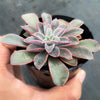 Echeveria 'Fantastic Fountain'