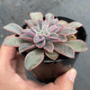 Echeveria 'Fantastic Fountain'