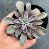 Echeveria 'Fantastic Fountain'