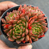 Echeveria 'Bini Gesseru'