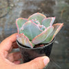 Echeveria 'Verrugas' (Bump Leaf)(Young plant)