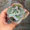 Echeveria 'Verrugas' (Bump Leaf)(Young plant)