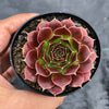 Jovibarba heuffelii 'Irene'