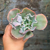 Echeveria 'Verrugas' (Bump Leaf)(Young plant)