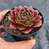 Jovibarba heuffelii 'Irene'