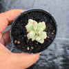 Crassula rogersii variegata