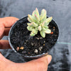 Crassula rogersii variegata