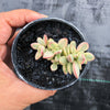 Crassula rogersii variegata