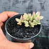 Crassula rogersii variegata
