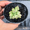 Crassula rogersii variegata