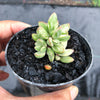 Crassula rogersii variegata