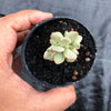 Crassula rogersii variegata