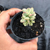 Crassula rogersii variegata