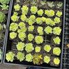 Sedeveria Rolly Variegata