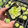 Sedeveria Rolly Variegata