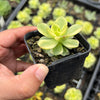 Sedeveria Rolly Variegata