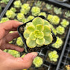 Sedeveria Rolly Variegata