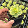 Sedeveria Rolly Variegata